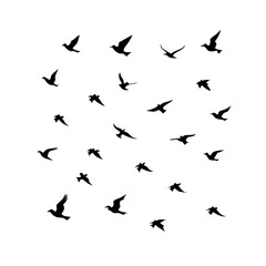 25 Birds: Nature's Colorful Avian Wonders 