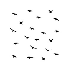 25 Birds: Nature's Colorful Avian Wonders 