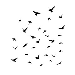 25 Birds: Nature's Colorful Avian Wonders 