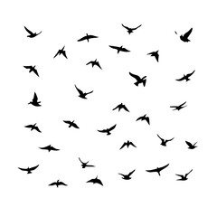 25 Birds: Nature's Colorful Avian Wonders 