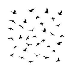 25 Birds: Nature's Colorful Avian Wonders 