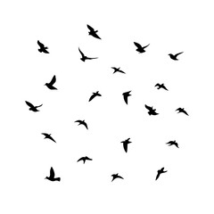 Naklejka premium 25 Birds: Nature's Colorful Avian Wonders 