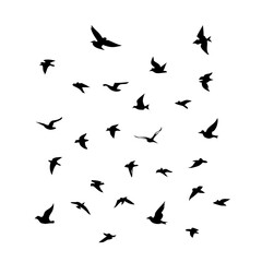 25 Birds: Nature's Colorful Avian Wonders 