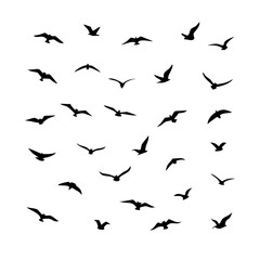 25 Birds: Nature's Colorful Avian Wonders 