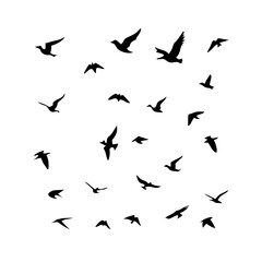 25 Birds: Nature's Colorful Avian Wonders 