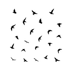 Naklejka premium 25 Birds: Nature's Colorful Avian Wonders 