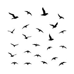 25 Birds: Nature's Colorful Avian Wonders 