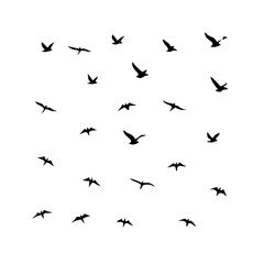 25 Birds: Nature's Colorful Avian Wonders 