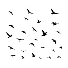 25 Birds: Nature's Colorful Avian Wonders 