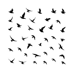 25 Birds: Nature's Colorful Avian Wonders 