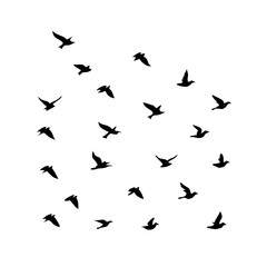 Naklejka premium 25 Birds: Nature's Colorful Avian Wonders 