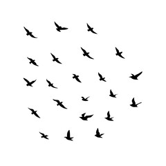 25 Birds: Nature's Colorful Avian Wonders 