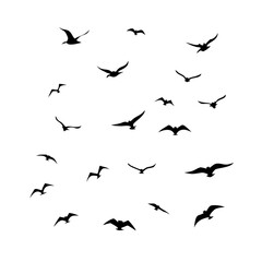 25 Birds: Nature's Colorful Avian Wonders 