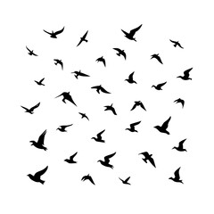 25 Birds: Nature's Colorful Avian Wonders 