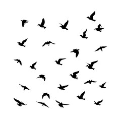 25 Birds: Nature's Colorful Avian Wonders 