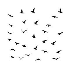 25 Birds: Nature's Colorful Avian Wonders 