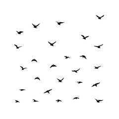 25 Birds: Nature's Colorful Avian Wonders 