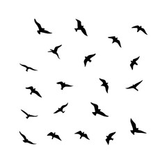 25 Birds: Nature's Colorful Avian Wonders 