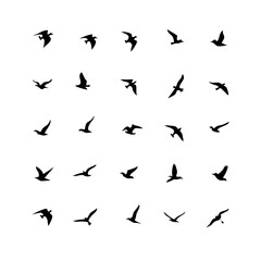25 Birds: Nature's Colorful Avian Wonders 