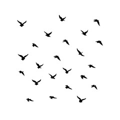 25 Birds: Nature's Colorful Avian Wonders 