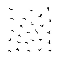 Naklejka premium 25 Birds: Nature's Colorful Avian Wonders 