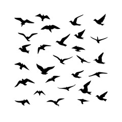 25 Birds: Nature's Colorful Avian Wonders 