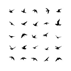 25 Birds: Nature's Colorful Avian Wonders 