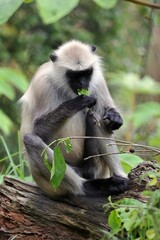 座って木の葉を食べるハヌマンラングール