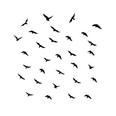 25 Birds: Nature's Colorful Avian Wonders 