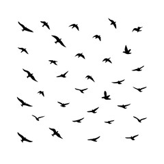 25 Birds: Nature's Colorful Avian Wonders 