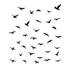 25 Birds: Nature's Colorful Avian Wonders 