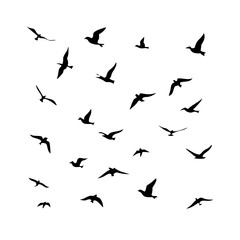 25 Birds: Nature's Colorful Avian Wonders 