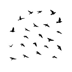 25 Birds: Nature's Colorful Avian Wonders 