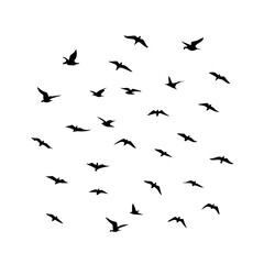 25 Birds: Nature's Colorful Avian Wonders 