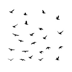 Naklejka premium 25 Birds: Nature's Colorful Avian Wonders 