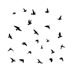 Naklejka premium 25 Birds: Nature's Colorful Avian Wonders 