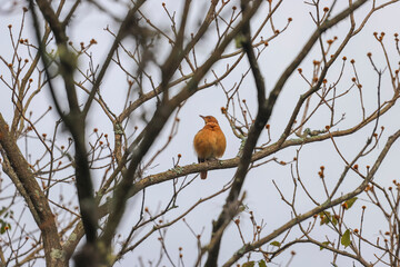 A Rufous Hornero with brown plumage is perched on a dry, leafless tree branch, with a clear sky in the background and other dry branches around, in Sao Paulo, Brazil.