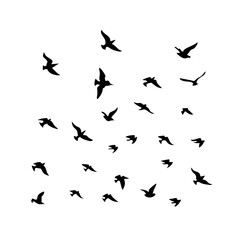 25 Birds: Nature's Colorful Avian Wonders 