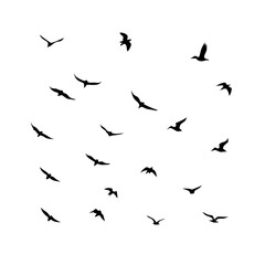 Obraz premium 25 Birds: Nature's Colorful Avian Wonders&nbsp;