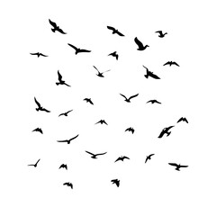 25 Birds: Nature's Colorful Avian Wonders 