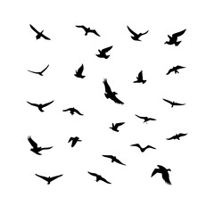 25 Birds: Nature's Colorful Avian Wonders 