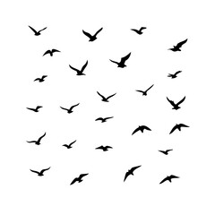 25 Birds: Nature's Colorful Avian Wonders 