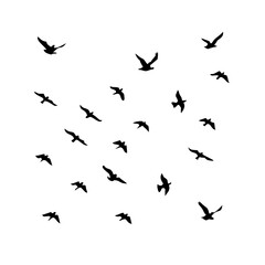 25 Birds: Nature's Colorful Avian Wonders 