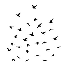 Naklejka premium 25 Birds: Nature's Colorful Avian Wonders 