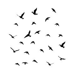 25 Birds: Nature's Colorful Avian Wonders 