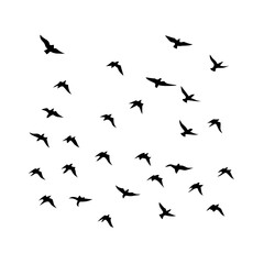 25 Birds: Nature's Colorful Avian Wonders 