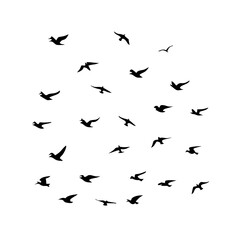 25 Birds: Nature's Colorful Avian Wonders 