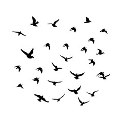 25 Birds: Nature's Colorful Avian Wonders 