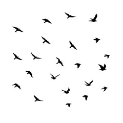 25 Birds: Nature's Colorful Avian Wonders 