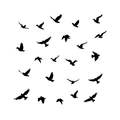 25 Birds: Nature's Colorful Avian Wonders 